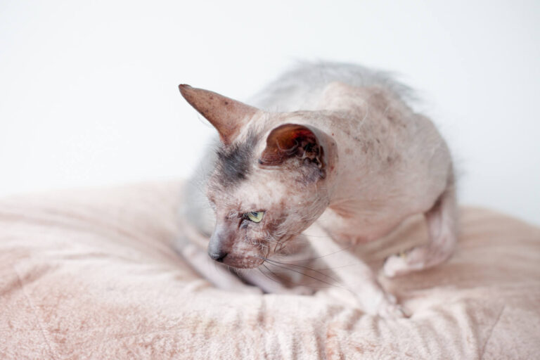 Bristol Wales Cat Rescue Ratty, hairless cat by Studio Cotton