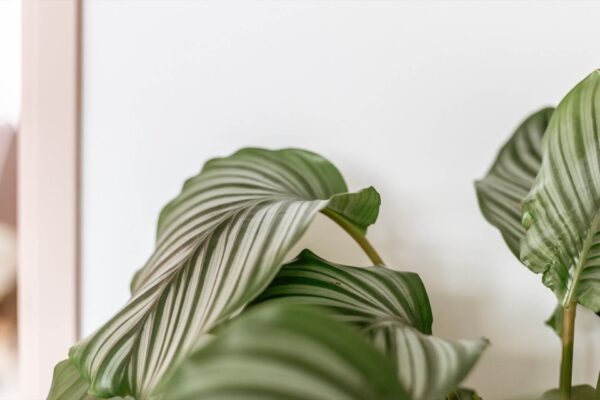 Close up of a variegated, pinstripe calathea plant in front of a white background.