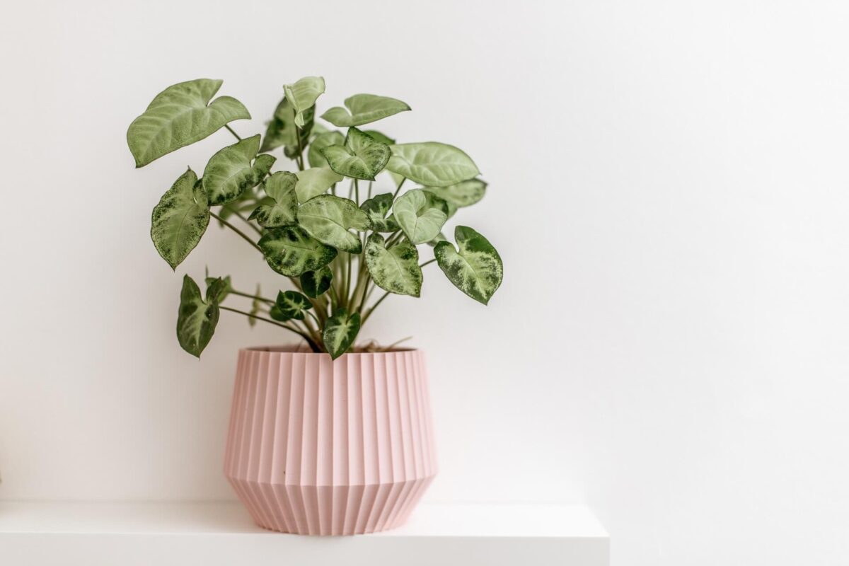 A variegated plant in a pink, ribbed plant pot, on a white shelf in front of a white background.